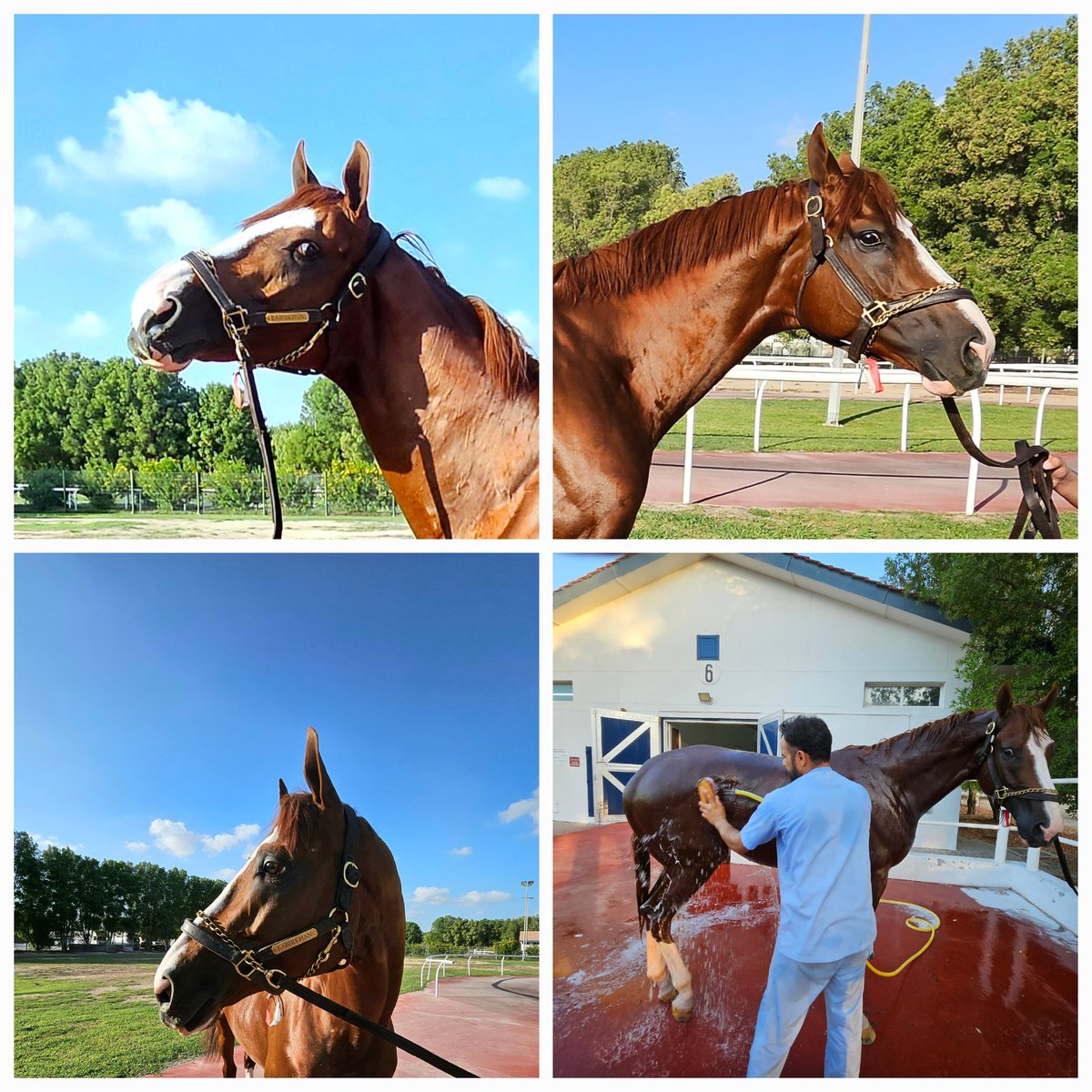 Kabirkhan is back !! And he's got the Eye of the Tiger by the look on his face . The unplaced  2024 Dubai World Cup favourite flew in from the USA last night  .Those expressive eyes leaving no doubt he knows he has unfinished business at Meydan .
