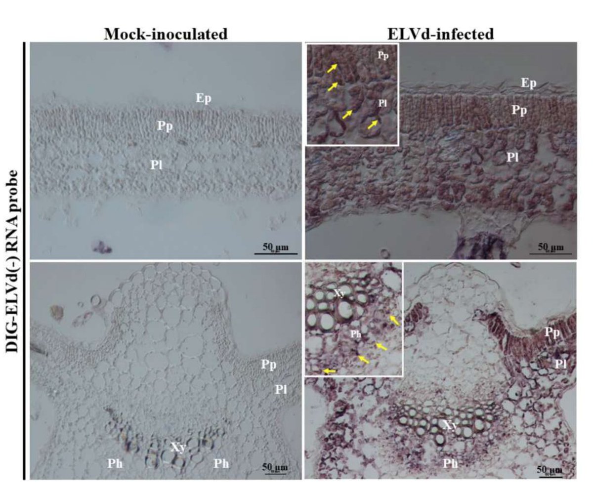 📄Eggplant latent viroid is located in the chloroplasts and nuclei of eggplant infected cells.
👥 Eiras M, Aragonés V, Marqués J, Gómez MD, Daròs JA

i.mtr.cool/lugswwrwkw
