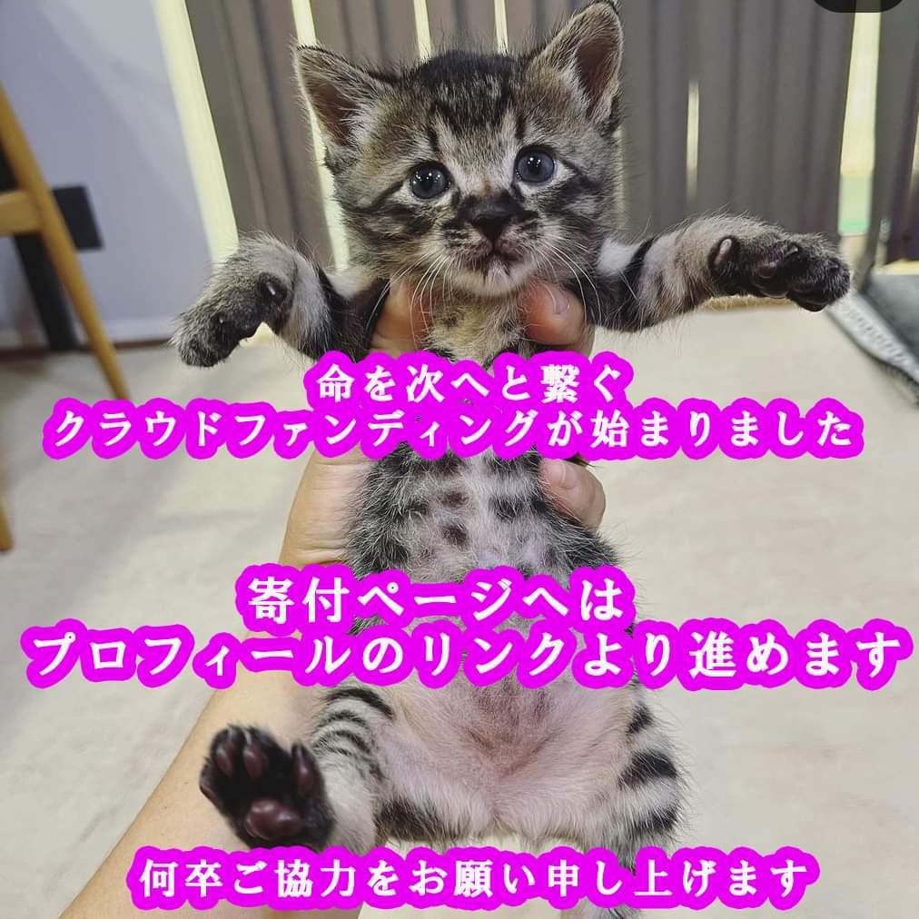 omagarinekojinj's tweet photo. 本日よりクラウドファンディングがスタートいたしました😸
詳細は下記のリンクよりお進み頂けます。
まずは内容をご確認頂き、ご賛同頂けましたら何卒ご寄付をお願い申し上げます。

https://t.co/USbInygiuK

# #保護猫 #クラウドファンディング https://t.co/l5JVHD5G4v