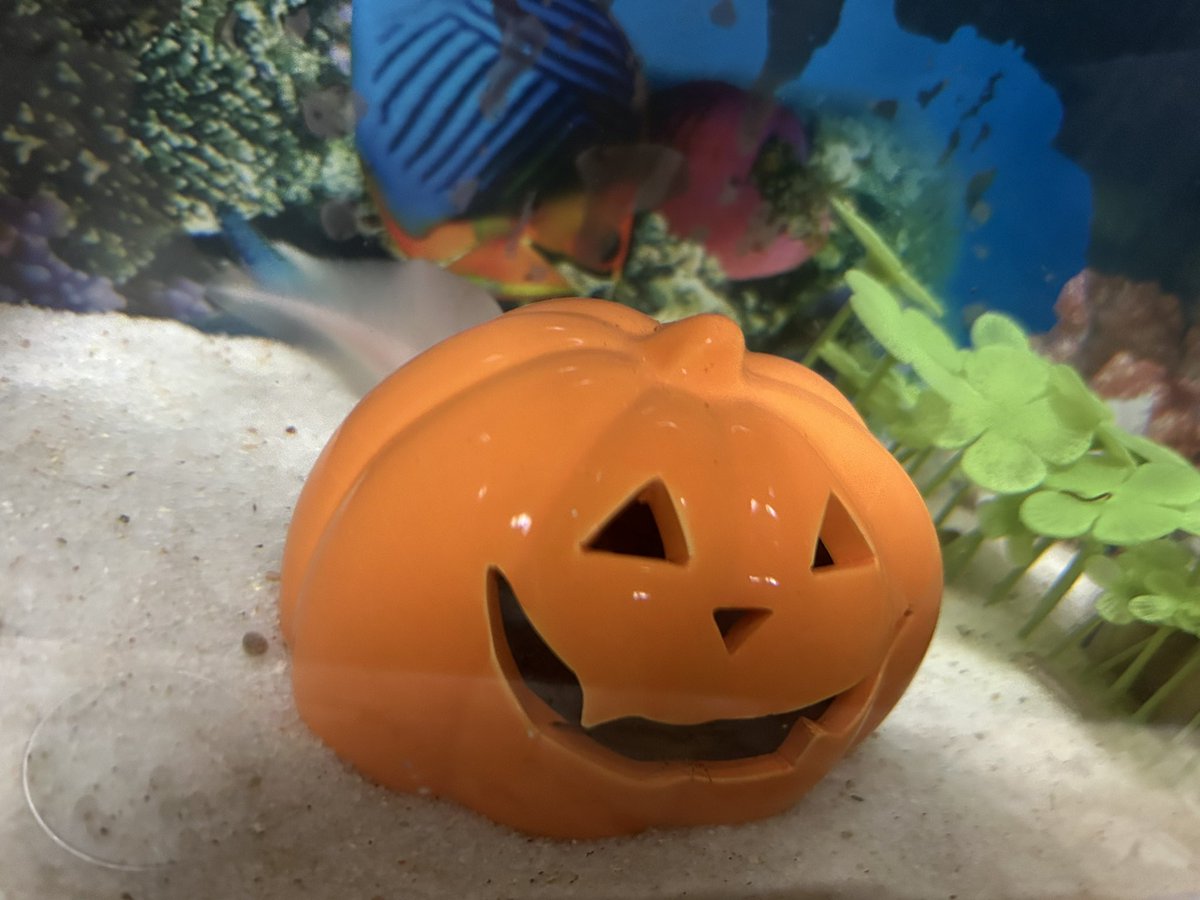 カボチャに隠れてハロウィンウパになってる🎃(笑)