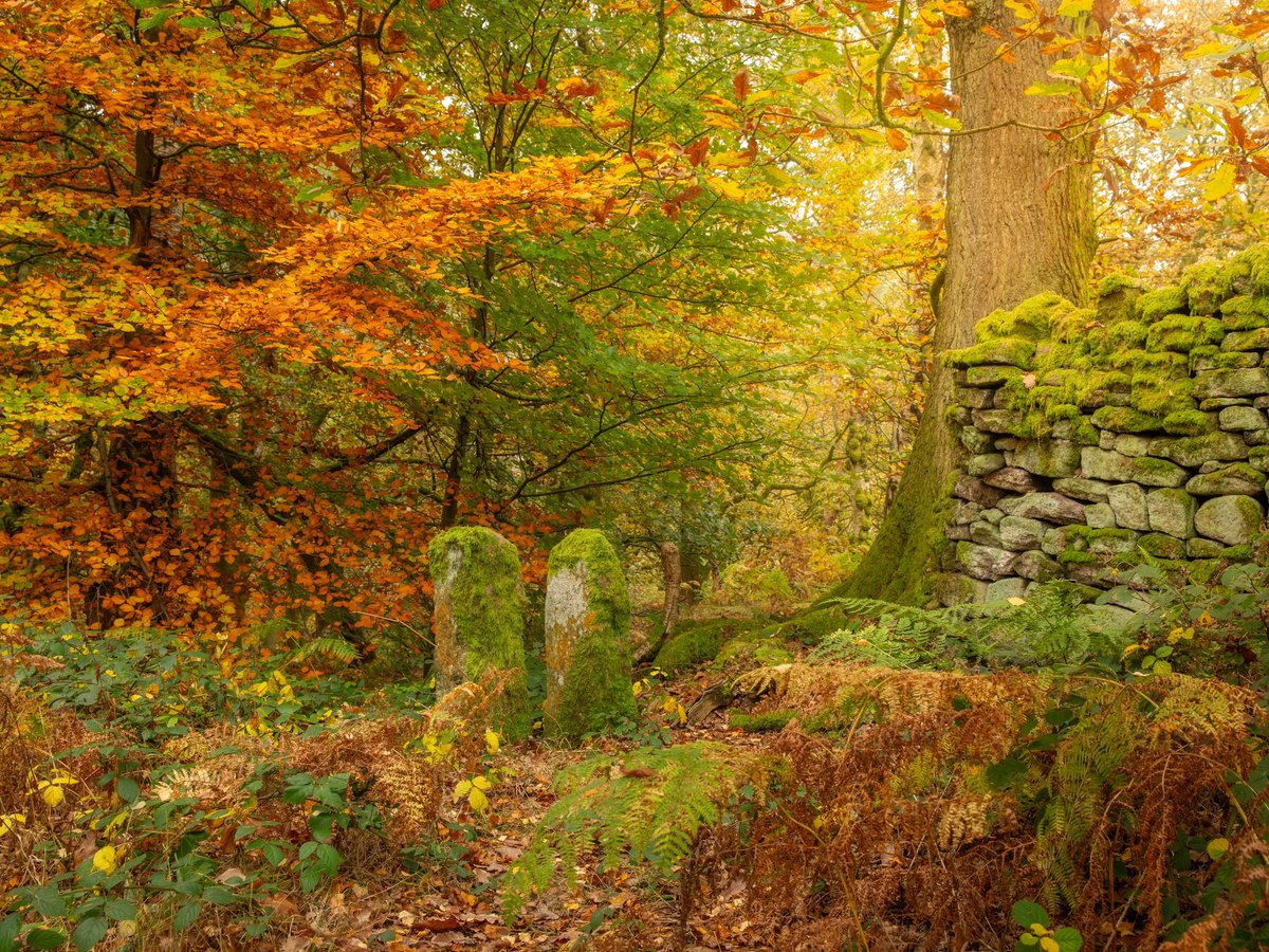 Gateway to Narnia 

#woodlands #nationaltrust #britishwoodlands
