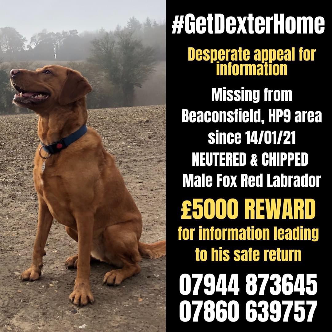 WittmanHelga's tweet image. #GetDexterHome 👇