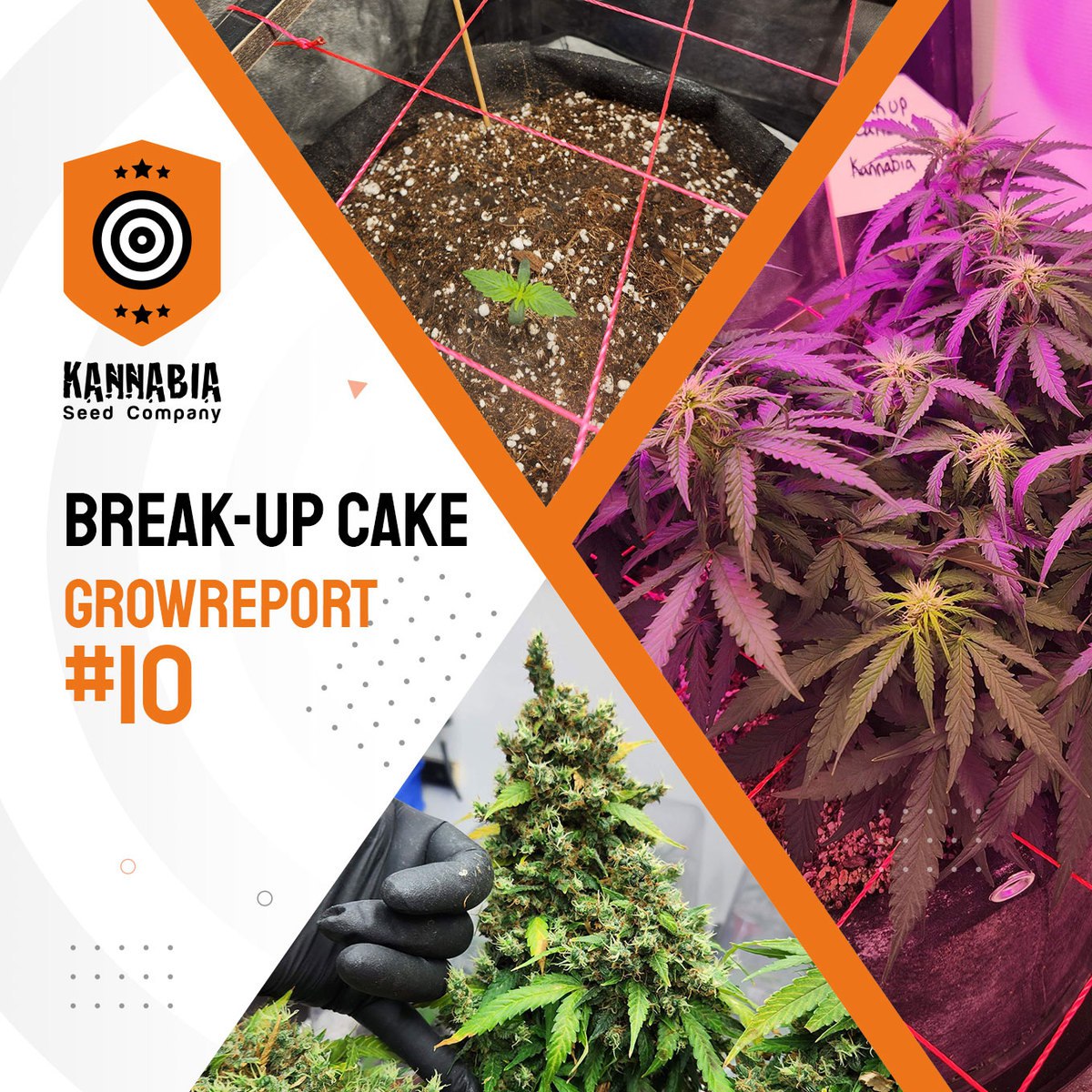 KannabiaSeedsUS's tweet photo. 𝗚𝗥𝗢𝗪 𝗥𝗘𝗣𝗢𝗥𝗧: Break-Up Cake Auto🌿
Discover the #growreport of #Break_UpCakeAuto, a full guide to growing this amazing strain by #Kannabia 🌱
Learn expert top tips to maximize your yields using the #SCROG technique
🫘Now with a -40% of #discount
https://t.co/MrzSS35DqL https://t.co/pXZ5yHldzr
