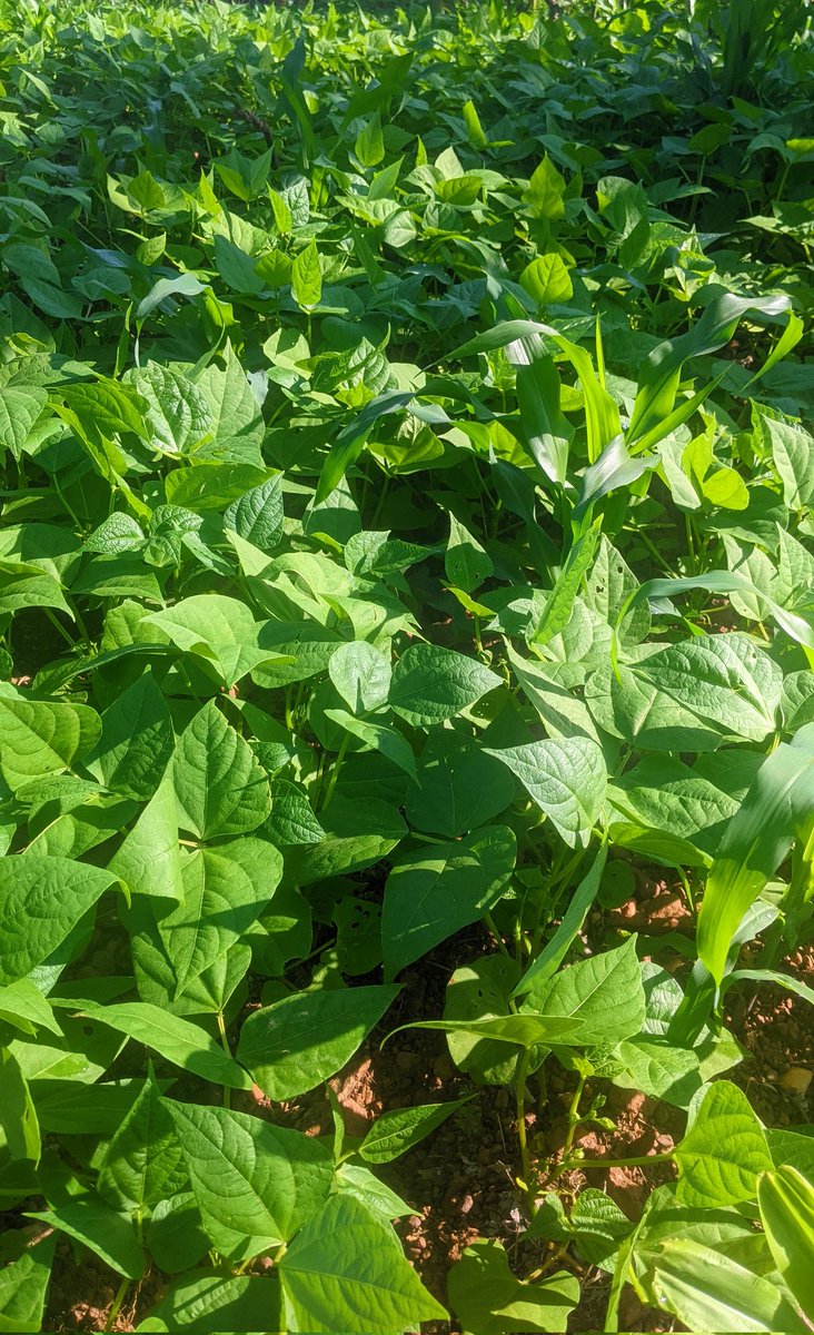 diharagirimana's tweet photo. Beans suffer heavily from weed competition during their early stages of growth and early weed.
removal is essential to protect yield and quality.
Here Are The Best Cultural Methods Can Be Used To Manager Weeds In Bush Beans
#FarmingLesson #FarmWithArt
Thread 👇👇👇 https://t.co/ayxj5Vr78y