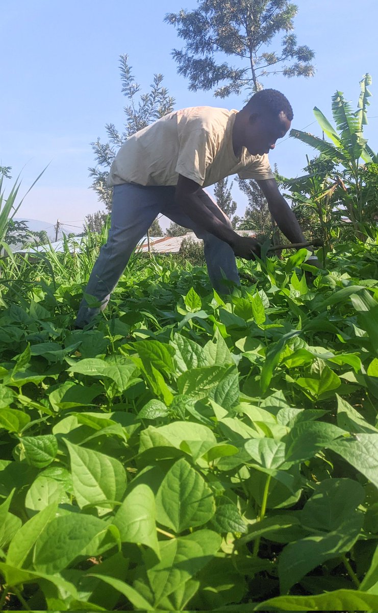 diharagirimana's tweet photo. Beans suffer heavily from weed competition during their early stages of growth and early weed.
removal is essential to protect yield and quality.
Here Are The Best Cultural Methods Can Be Used To Manager Weeds In Bush Beans
#FarmingLesson #FarmWithArt
Thread 👇👇👇 https://t.co/ayxj5Vr78y