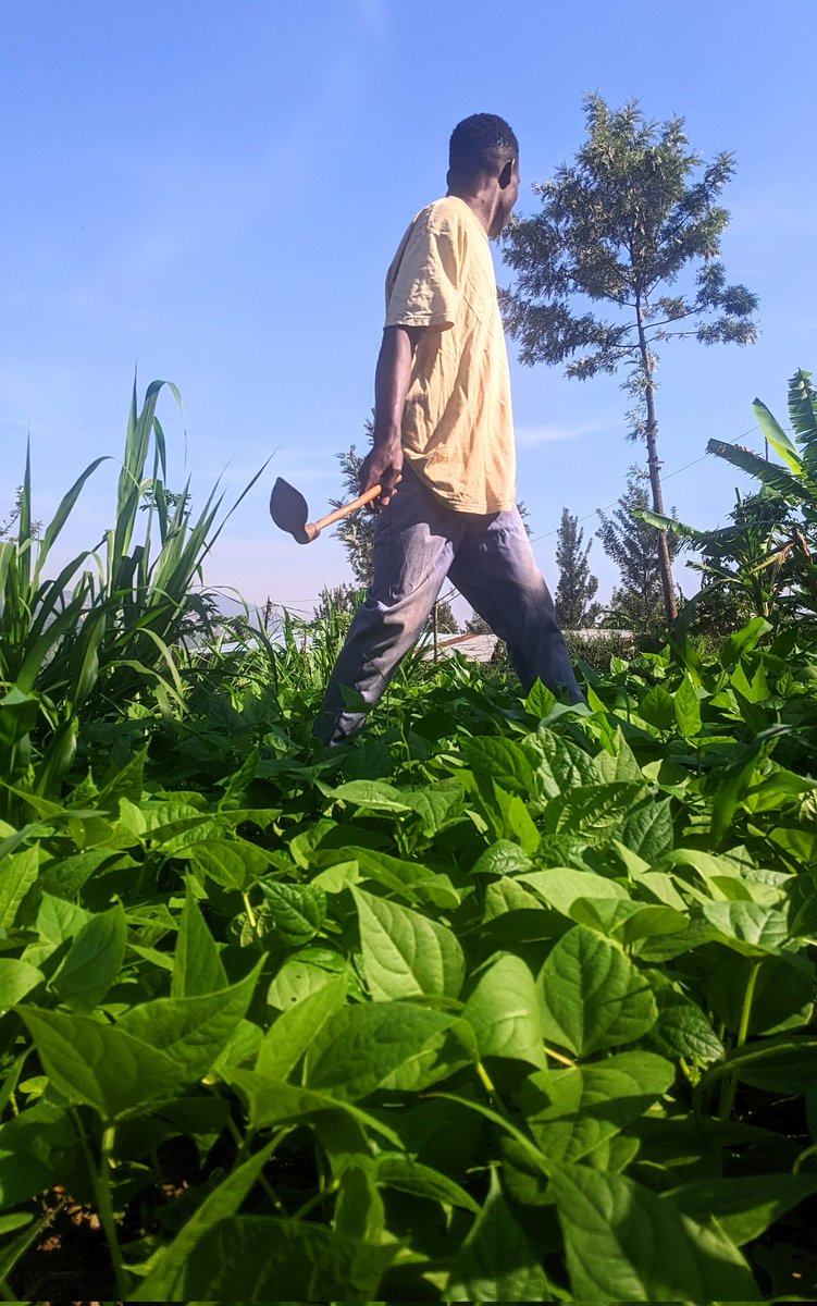 diharagirimana's tweet photo. Beans suffer heavily from weed competition during their early stages of growth and early weed.
removal is essential to protect yield and quality.
Here Are The Best Cultural Methods Can Be Used To Manager Weeds In Bush Beans
#FarmingLesson #FarmWithArt
Thread 👇👇👇 https://t.co/ayxj5Vr78y