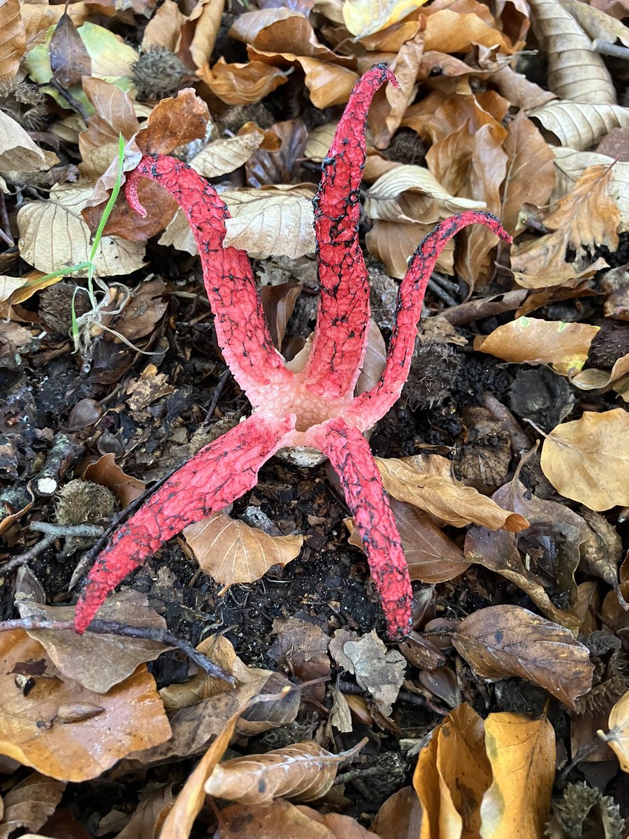 HildevdHeiden's tweet photo. Herfst 🍄‍🟫🍄🍂🍁 #paddestoel #mushroom https://t.co/wiaqVtTMzJ