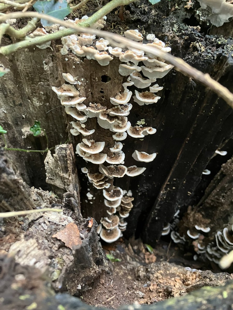 HildevdHeiden's tweet photo. Herfst 🍄‍🟫🍄🍂🍁 #paddestoel #mushroom https://t.co/wiaqVtTMzJ