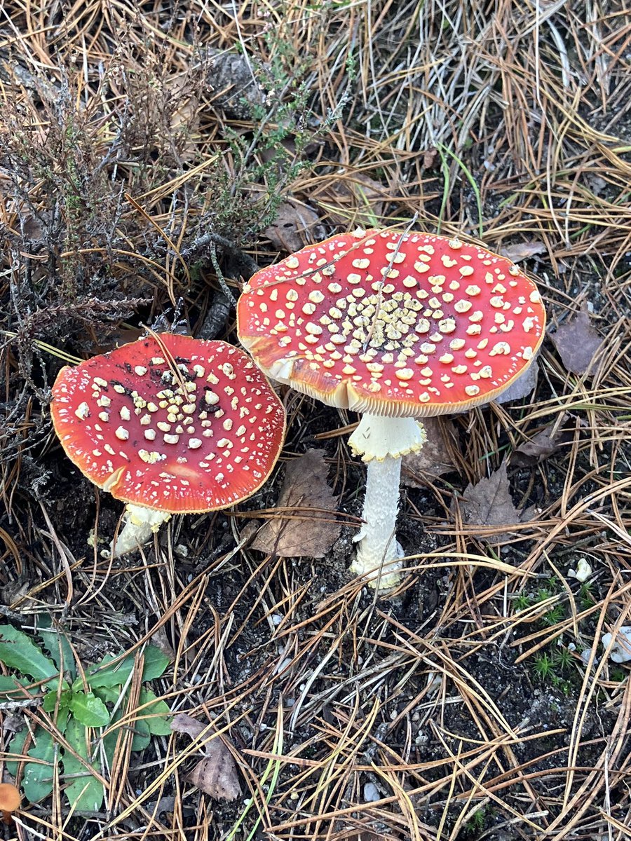 HildevdHeiden's tweet photo. Herfst 🍄‍🟫🍄🍂🍁 #paddestoel #mushroom https://t.co/wiaqVtTMzJ