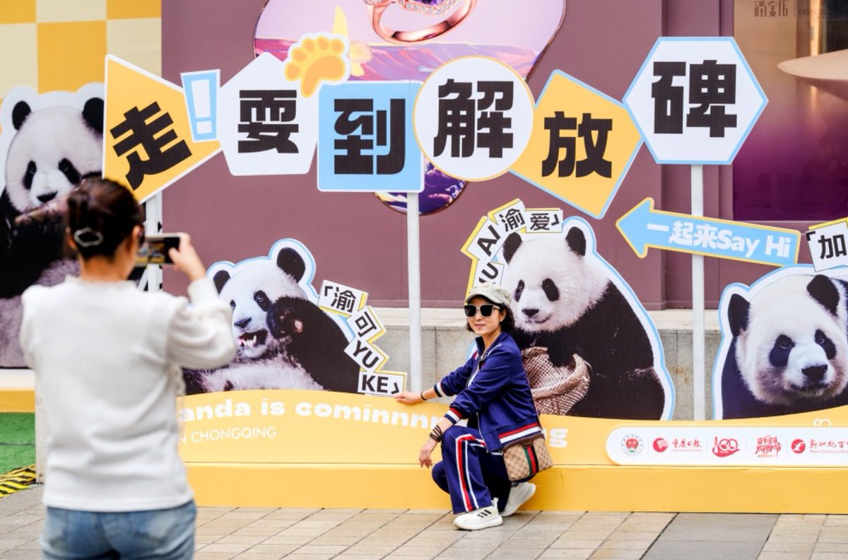 CQ_Liangjiang's tweet photo. ๐ผโจ Panda Fever Hits Chongqing! Images of 23 adorable pandas took the streets of Chongqing on International Panda Day and sparked a new wave of panda-mania across the city. Letโs cheer for these beloved creatures and safeguard their future. #PandaFever
๐ธ Visual Chongqing https://t.co/rplyKei71t