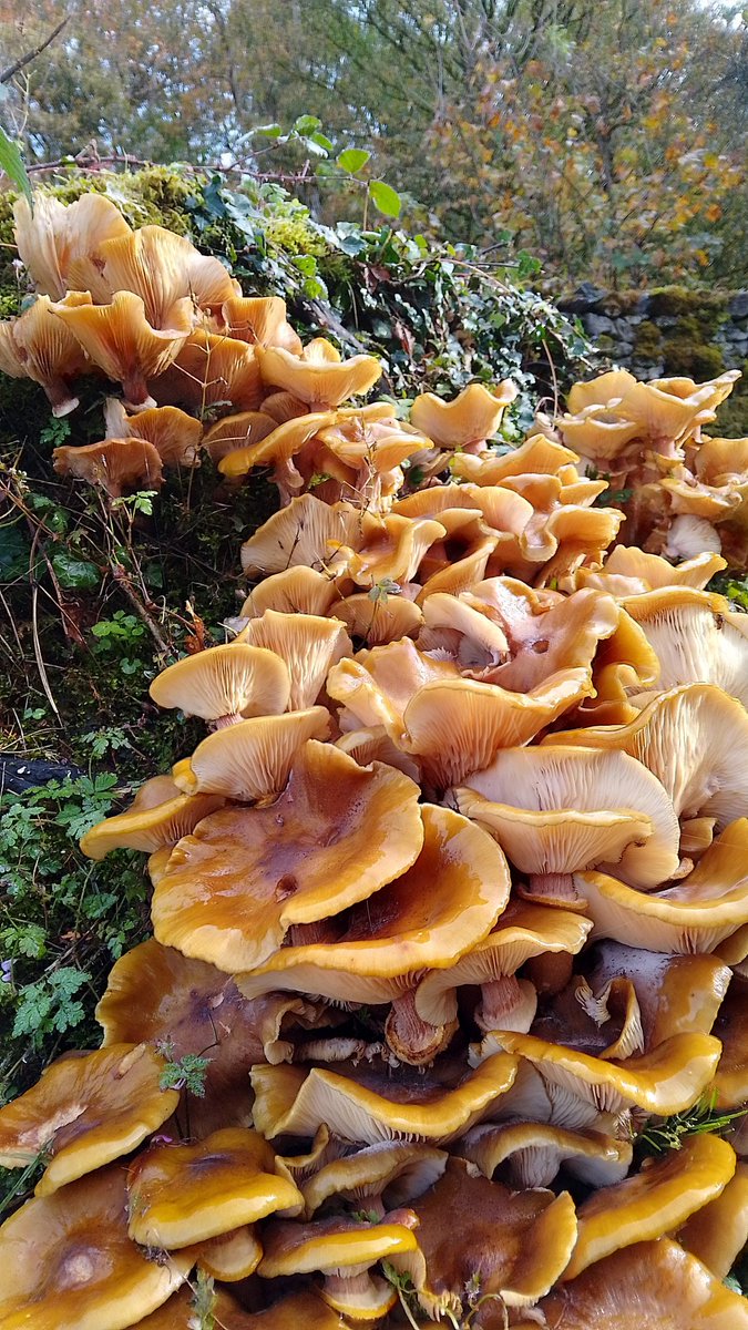 s4r4h_l's tweet photo. #MushroomMonday A tree stump full of honey fungus doing it's thing and breaking down organic matter. #SouthCumbria yesterday. #fungi #mushroons #vitaminN https://t.co/pa4hCTB2K2
