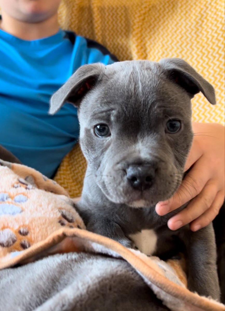 Steve Prior tweet media