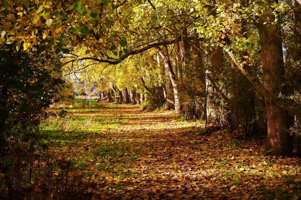 The Fens tweet media