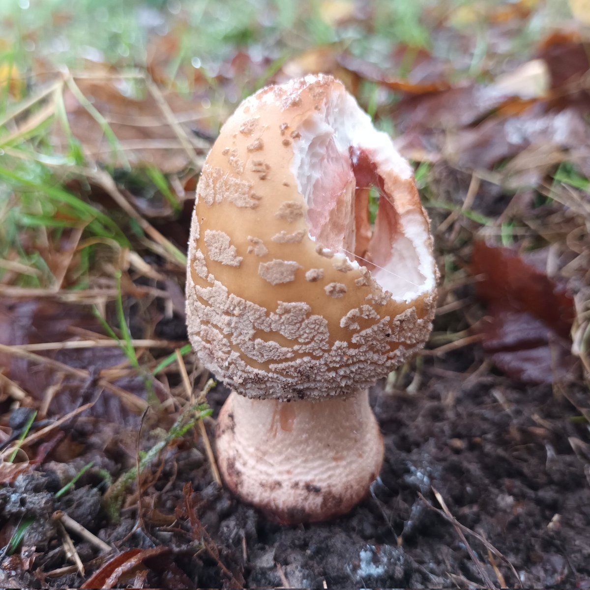 A Blusher I think : Amanita rubescens. Unfortunately someone has had a nibble. 
#MushroomMonday #fungi #mushrooms #nature