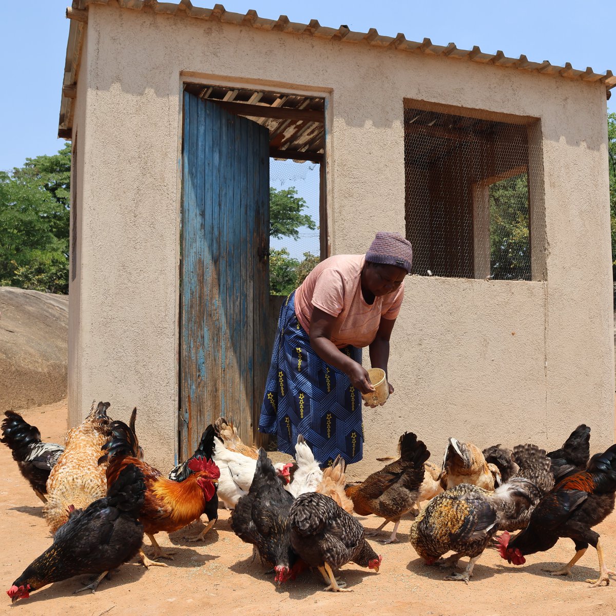 📍#Masvingo, Esteri is an Early bird

"My fowl run is the first place I start my day from, it means a lot to me. I sell eggs &amp; Chicks  to people around the village and get some money”

Esteri is  benefitting from the Zambuko Livelihoods Initiative, funded by @UsaidZimbabwe