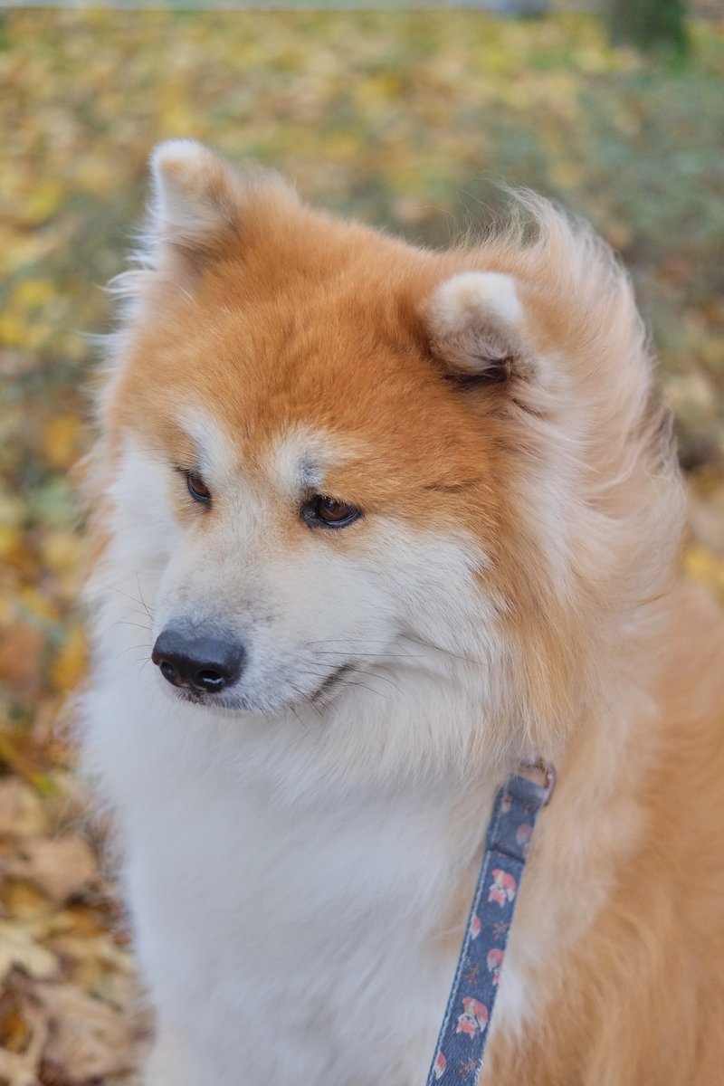 Hoshi Go Tokimitsu tweet media