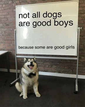 HeckinGoodDogs's tweet photo. https://t.co/skoOyJzbpF