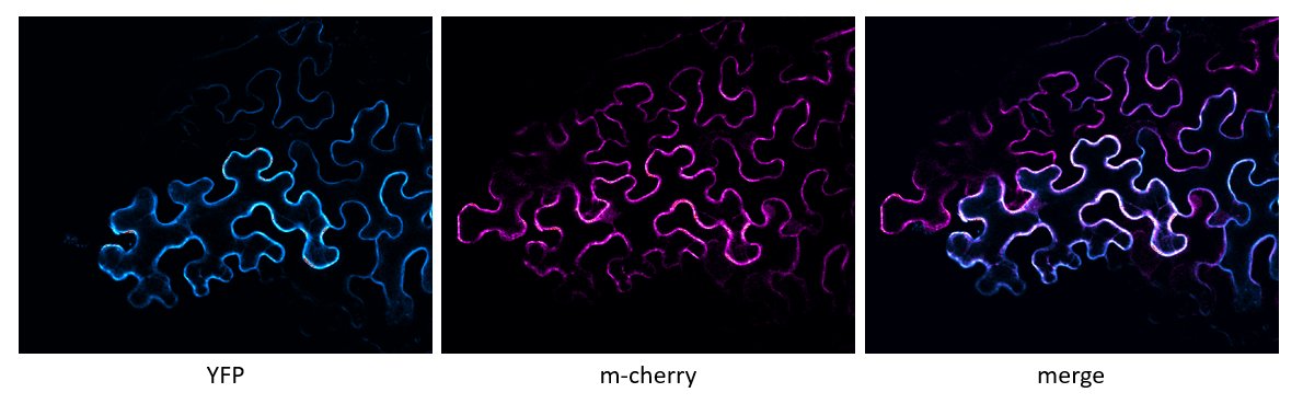 INRAE UMR1332 BFP (@inrae_bfp) on Twitter photo During the #ANR project 3C-fruit growth 🍅, we study the localization of CNR (cell number regulator) proteins. Here 2 of these proteins co-localize when expressed transiently in N. benthamiana 🌱🔬.
#FDFE #microscopy During the #ANR project 3C-fruit growth 🍅, we study the localization of CNR (cell number regulator) proteins. Here 2 of these proteins co-localize when expressed transiently in N. benthamiana 🌱🔬.
#FDFE #microscopy