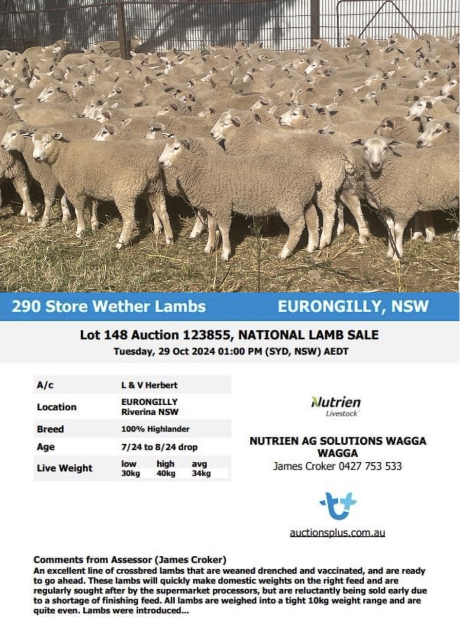 A rare opportunity to purchase 2900 one mark wether lambs on AuctionsPlus tomorrow. Tight 10kg weight range avg 34.5kg  a/c L&amp;V Herbert 
auctionsplus.com.au/auctions/Sheep…
auctionsplus.com.au/auctions/Sheep…
auctionsplus.com.au/auctions/Sheep…
auctionsplus.com.au/auctions/Sheep…
auctionsplus.com.au/auctions/Sheep…
James Croker 0427753533