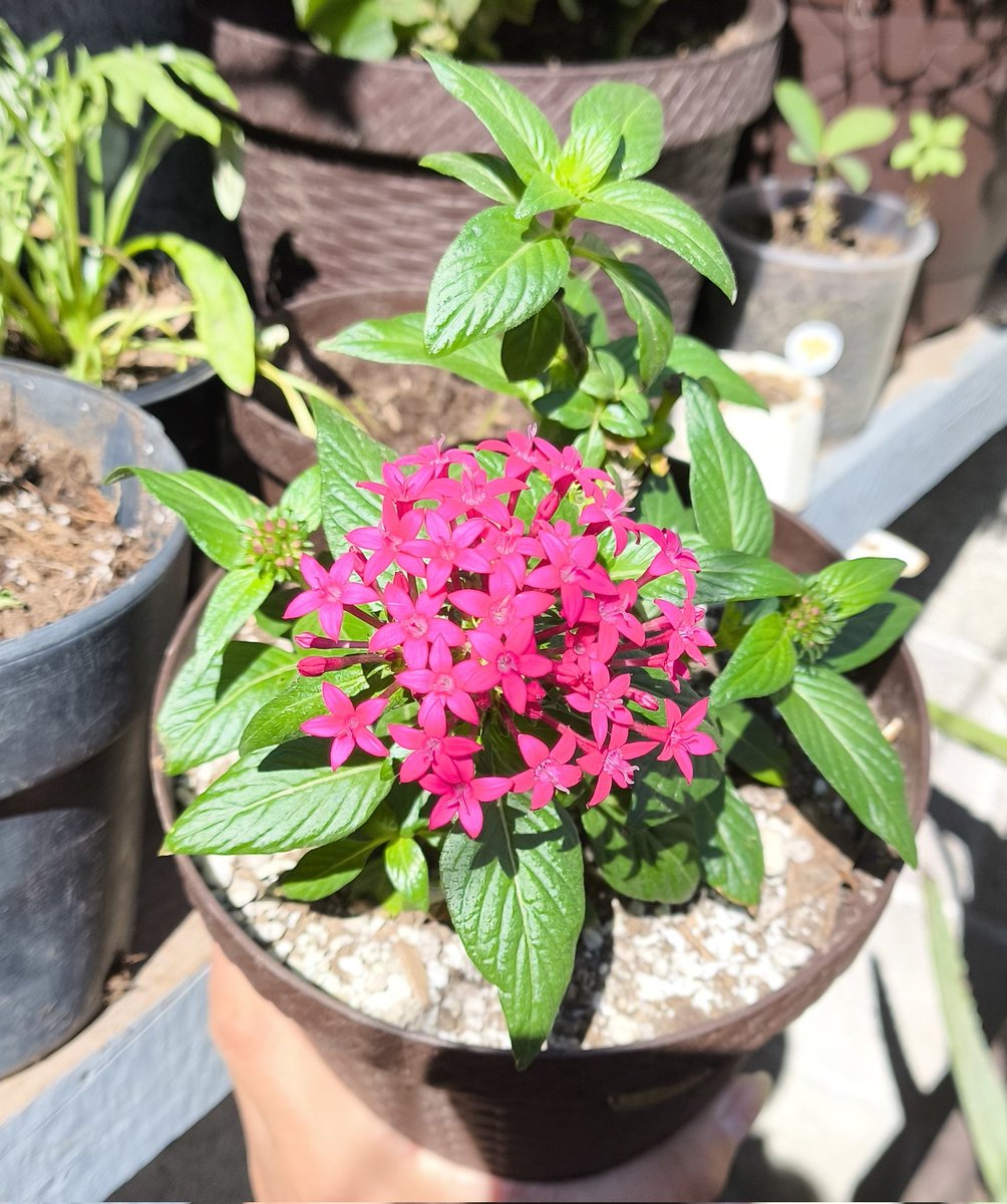 hermosa #penta
en este perfil amamos las plantas aunque a veces se nos pasa la mano de agua 🥲🥴