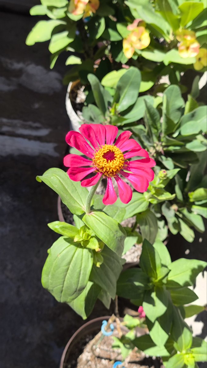 si esto no es amor,
 pero que es esto🎶 😍
las amo #zinnias