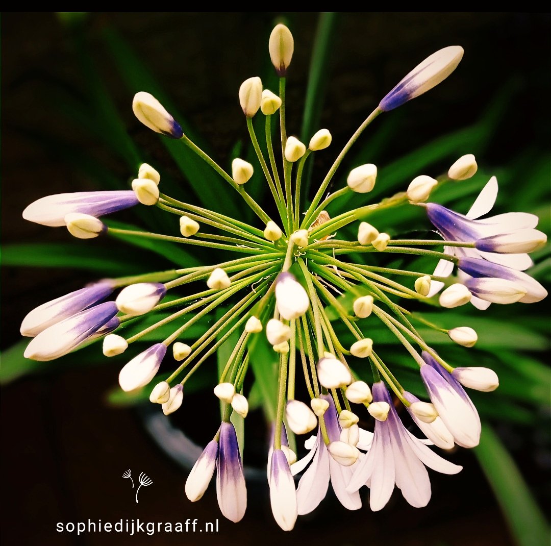 SDijkgraaff's tweet photo. Goedemorgen, de regen is in gevecht met de zon, ik hoop dat de laatste wint. Fijne maandag 🍀 
#elkedageenfoto #rememberingsummer☀️ #agapanthus https://t.co/aYCxbia04C