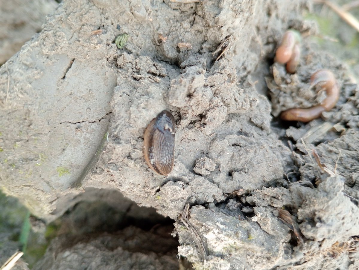 Viterra Raps blijkt toch smakelijk voor de slak. 😢