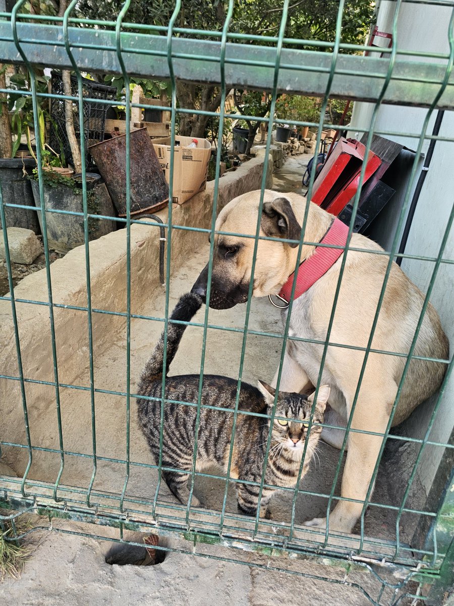 emekteryen's tweet photo. @kyyrria Benim köpeğin adı Cesur. Ama hiç cesur değil :D ilk sahiplendiğimizde en ufak değişik bi ses duysun korksun hemen bahçede bi şeyin altına saklanıyor yada yuvasına kaçıyordu. Böyle yaptığını gördükçe aklımıza Cesur Korkak Köpek çizgi filmi geldi. Adı da böyle gelmiş oldu. https://t.co/1WXb27gPHt