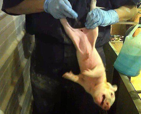 Imagine a world where instead of just unquestioningly doing what we always did, uncritically conforming to what everyone else is doing, we pause to reason, to listen to our conscience, to employ ethical principles &amp; act upon what we ought to do, upon what is right. 

#BeVegan