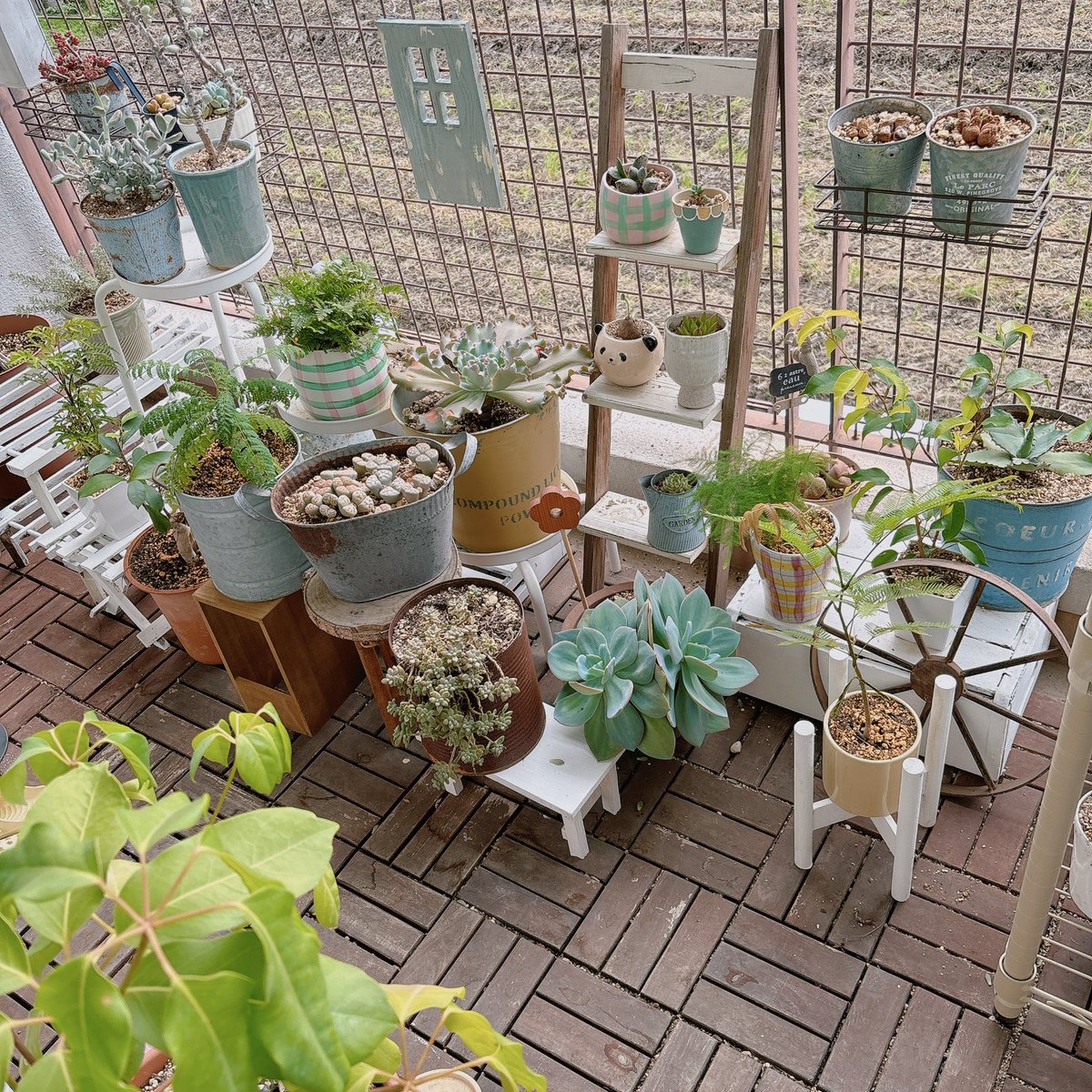 poposan080's tweet photo. ベランダを綺麗にした〜☺️
植物がどんどん欲しくなる…
#観葉植物　#ベランダガーデン https://t.co/JGFJuZqcGA