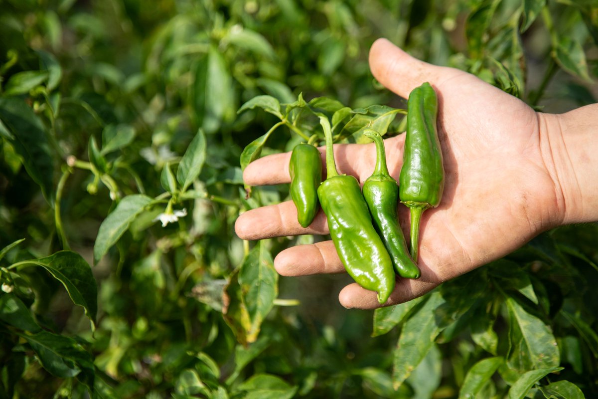 UrdaibaiTurismo's tweet photo. 🌶️🫑🍅🫛 Lurretik zure mahaira. Bertokoak eta sasoikoak, Gernikako Urriko Azken Asteleheneko tradizioaren zapore paregabearekin.

🌶️🫑🍅🫛 De la tierra a tu mesa. Locales y de temporada, con el inigualable sabor de la tradición del Último Lunes de #Gernika.

#ultimolunes #urrikoazkenastelehena #urriko24 #visitbiscay #visiteuskadi #UrdaibaiBasqueReserve #turismourdaibai #reservadelabiosfera #biosferaerreserba #urdaibaibiosferaerreserba #turismosostenible #turismojasangarria #ecoturismo #bilbaobizkaia #euskadi @visitbiscay