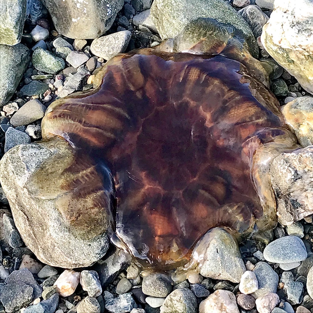 Anne Charnock tweet media