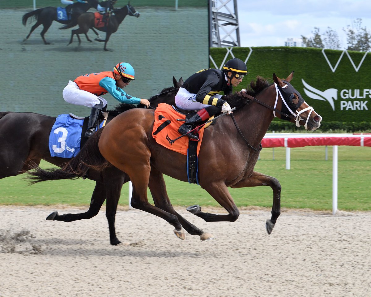 JFDAngelo's tweet photo. Sarah’s Dream
Starter Optional Claiming $20,000 • $12,000
Jockey: Edwin Gonzalez
Trainer: José Francisco D’Angelo
Owner: GU Racing Stable LLC
1️⃣5️⃣th victory for Jose Francisco D’Angelo #gulfstreampark #SunshineMeet Sunday, October 27, 2024 #TeamDangelo
📸 @coglianesephoto • Lauren King • @RyanFromChicago