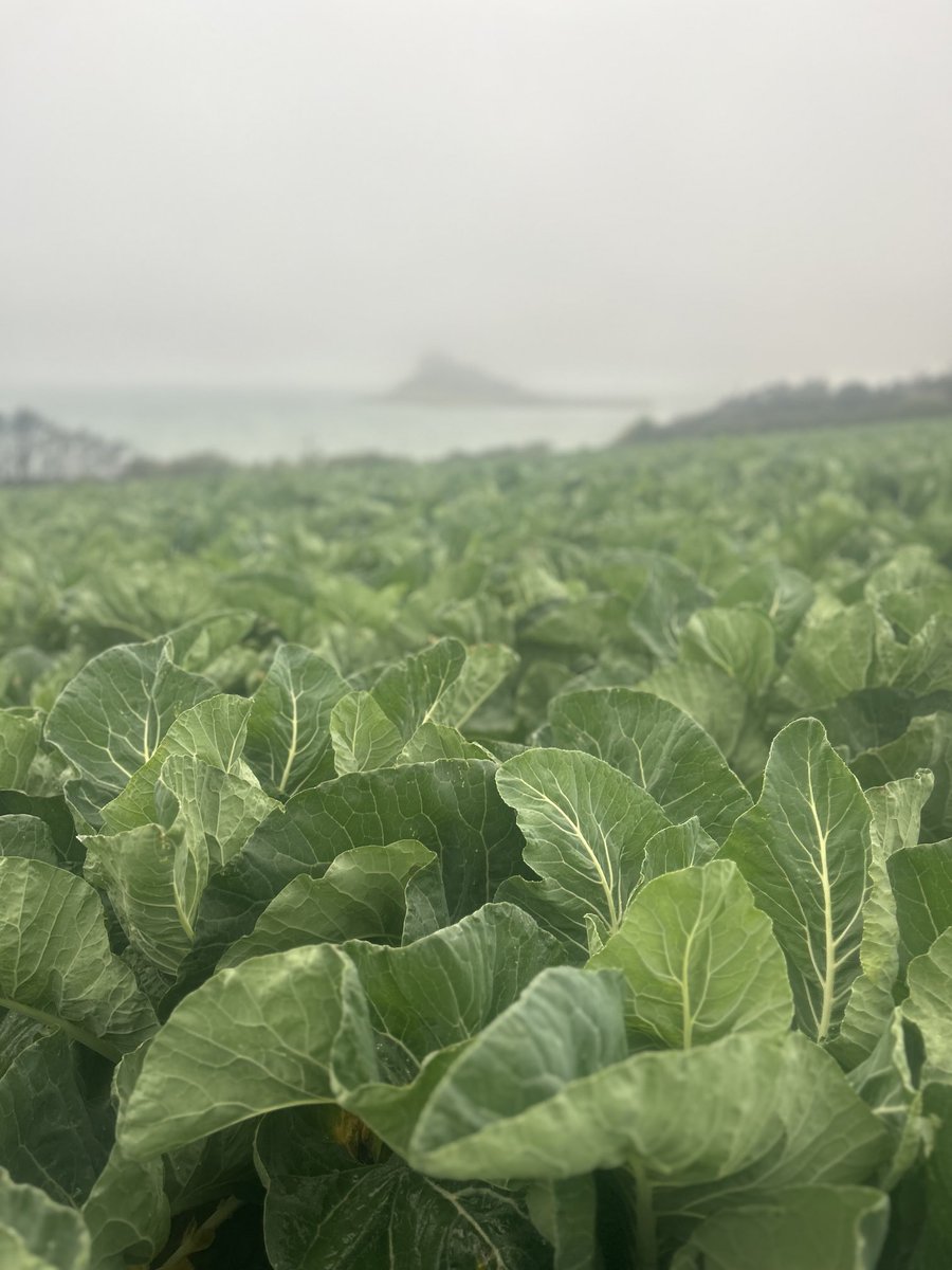 Matthew Collins ==🚜🥔🥬🌾 tweet media