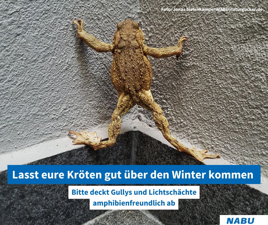 NABUHessen's tweet photo. Für #Kröten und #Molche können #Kellerschächte und #Gullys schnell zu tödlichen #Amphibienfallen werden. Bitte rund ums Haus bewusst nach #Tierfallen suchen und diese entschärfen! https://t.co/rro0ynCV08 #amphibienschutz #naturnahergarten https://t.co/ISiCLEpLhE