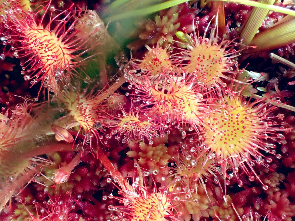 Sundews! Absolutely love ‘em! They are other-worldly &amp; extra-terrestrial. This is round-leaved sundew (Drosera rotundifolia), a carnivorous little #plant with leaves that have projecting tendrils,  tipped with sticky dew - which captures insects as they land. A tasty treat!