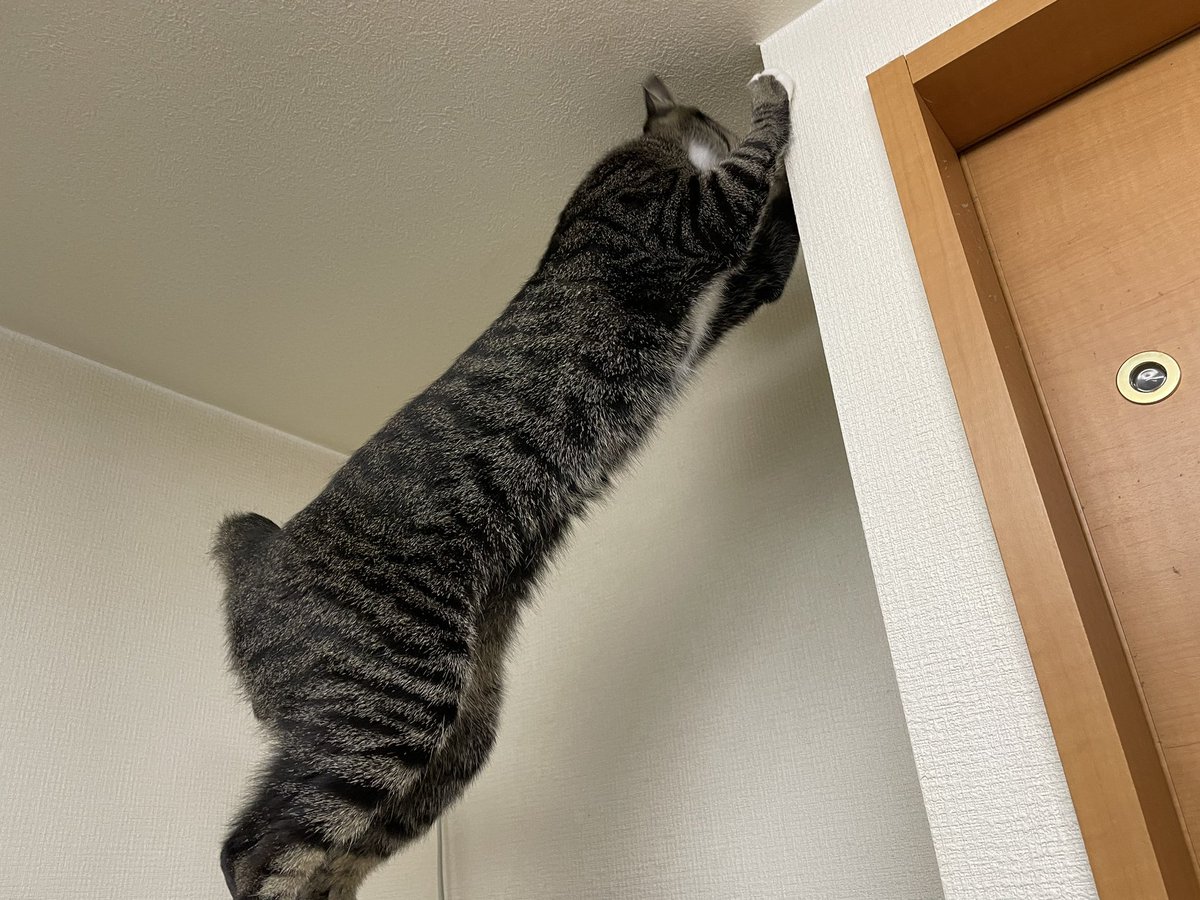 ツンデレ　チコちゃん tweet media