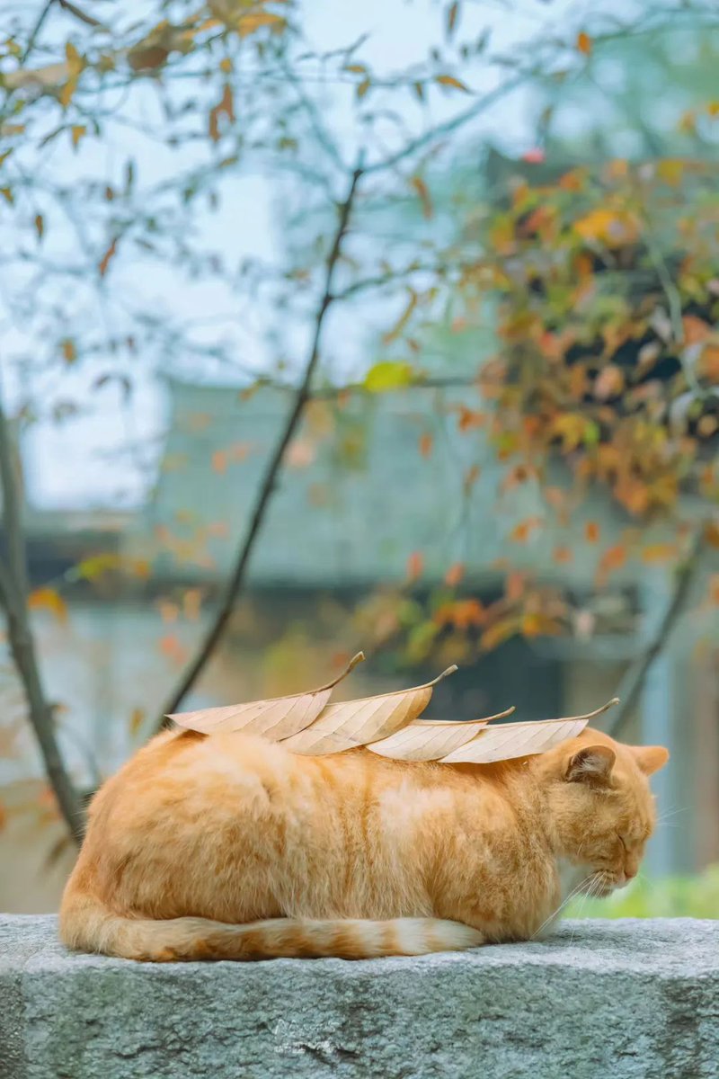LanXin2021's tweet photo. 古建築裡的貓貓🐈~
#中國建築 #ChineseBuilding #cats https://t.co/ctvjlUbdSE