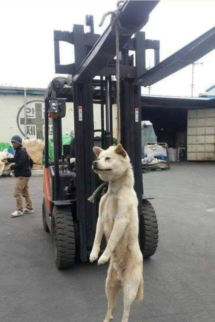 When you buy Chinese made products this festive season you will be promoting a massive murder of animals. Please bycott products made by all animal abusers