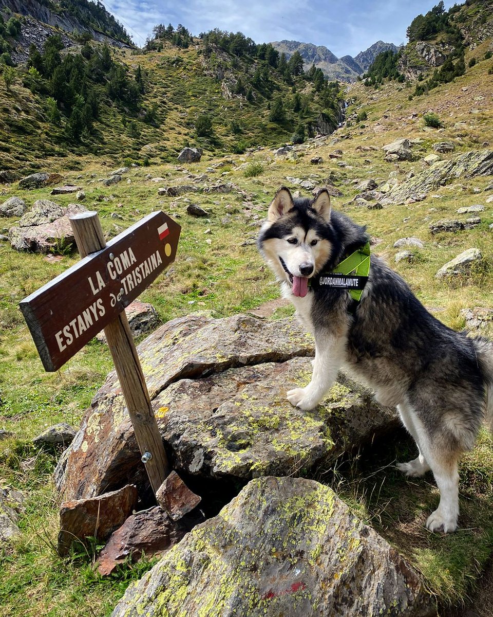 Jordan Alaskan Malamute 🐺🇦🇩 tweet media