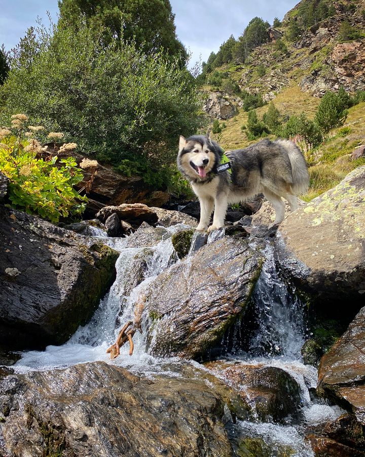 Jordan Alaskan Malamute 🐺🇦🇩 tweet media