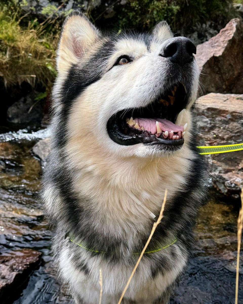 Jordan Alaskan Malamute 🐺🇦🇩 tweet media