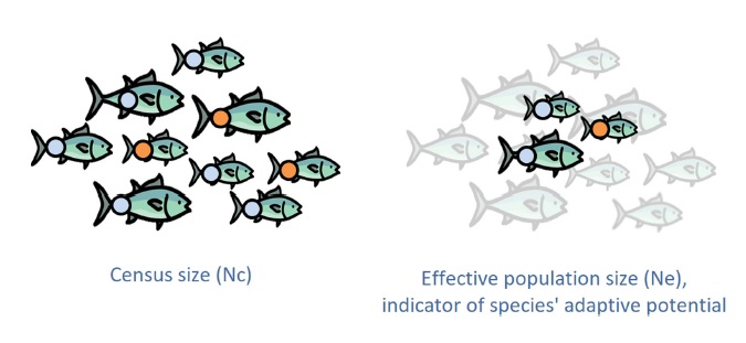 Agostino Leone (@leoneago) on Twitter photo Check out this work in <a href="/EvolAppJournal/">Evolutionary Applications</a> disentangling all we know about the Ne/Nc ratio for the #conservation of large and widespread #pelagic #fish species. Great team led by <a href="/Rosemary_Chrys/">Chrystelle Delord</a> and Natacha Nikolic
onlinelibrary.wiley.com/doi/full/10.11…
#genetics #populationsize #censussize Check out this work in <a href="/EvolAppJournal/">Evolutionary Applications</a> disentangling all we know about the Ne/Nc ratio for the #conservation of large and widespread #pelagic #fish species. Great team led by <a href="/Rosemary_Chrys/">Chrystelle Delord</a> and Natacha Nikolic
onlinelibrary.wiley.com/doi/full/10.11…
#genetics #populationsize #censussize