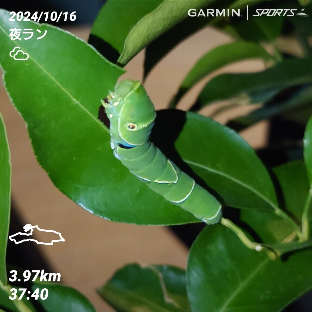 kabokabosu's tweet image. 余りの身体の鈍り方に、夜ウォーキングを再開。また10km走れるくらいに戻さなければ。。。
夜になるとアゲ子はすごい咀嚼音で柚の葉をバリバリ食べてます。
.
#Garmin
#fenix8amoled