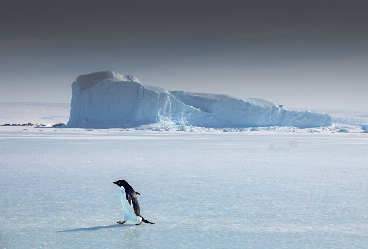 Geoffrey Houpert (@geoffreyhoupert) on Twitter photo Ils sont de retour ! Les premiers manchots Adélie font leur apparition depuis quelques jours sur notre base de Dumont D'Urville. La fin de l'hiver en Antarctique n'a jamais été aussi proche ! Une petite photo d'un Adélie en plein vol pour sortir de l'eau 🐧
<a href="/TAAFofficiel/">Terres australes et antarctiques françaises (TAAF)</a> @_IPEV Ils sont de retour ! Les premiers manchots Adélie font leur apparition depuis quelques jours sur notre base de Dumont D'Urville. La fin de l'hiver en Antarctique n'a jamais été aussi proche ! Une petite photo d'un Adélie en plein vol pour sortir de l'eau 🐧
<a href="/TAAFofficiel/">Terres australes et antarctiques françaises (TAAF)</a> @_IPEV