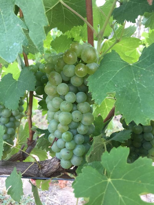 Nick Plummer wine tweet media