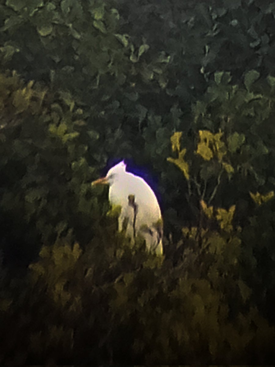 Andy Pitt (@andypitt21) on Twitter photo Cattle Egret at the Sailing Pool at #uptonwarren. GWE & L Egret reported at the Moors Pool. Common Gull, Wigeon, 3 Shelduck, 92 Shoveler, 44 Teal, 5 Curlew, c100 Lapwing, 5 Curlew, Stonechat at the Flashes. @WorcsBirding <a href="/WorcsWT/">Worcs Wildlife Trust</a> Cattle Egret at the Sailing Pool at #uptonwarren. GWE & L Egret reported at the Moors Pool. Common Gull, Wigeon, 3 Shelduck, 92 Shoveler, 44 Teal, 5 Curlew, c100 Lapwing, 5 Curlew, Stonechat at the Flashes. @WorcsBirding <a href="/WorcsWT/">Worcs Wildlife Trust</a>