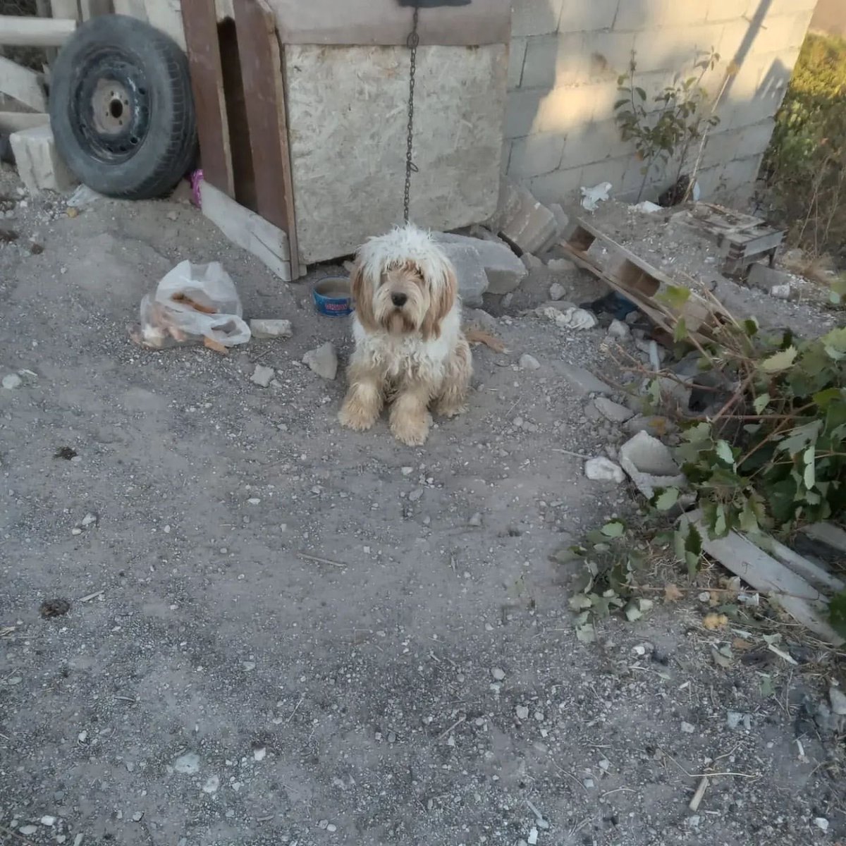 BAĞ EVİNDE 1 METRELİK ZİNCİRDE BAĞLI ŞEKİLDE BAKİLİYOR, YANINDA KURU EKMEK KOYMUŞLAR. 

Ailesi bakamayacagini söylemiş barınağa verilecek. Erkek/ 2 yaş civari / kısır 

İnstagram @nevsehirhayvankoruma 

#SokakHayvanlarıSahipsizDeğil