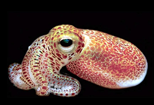 UF Astraeus Space Institute (@ufastraeus) on Twitter photo Today <a href="/UF_MCS/">UF Microbiology</a>'s Dr. Foster will be giving a public talk <a href="/fmbrewing/">First Magnitude</a> at 5:30! Come out an learn about Squids in Space and enjoy this wonderful fall day! Great chance to chat with other Astraeus faculty from <a href="/UF_HHP/">UF College of Health & Human Performance</a> <a href="/uflmae/">UF MAE</a> <a href="/UF_IFAS/">UF IFAS Solutions</a> <a href="/UF_CLAS/">UF College of Liberal Arts and Sciences</a> Today <a href="/UF_MCS/">UF Microbiology</a>'s Dr. Foster will be giving a public talk <a href="/fmbrewing/">First Magnitude</a> at 5:30! Come out an learn about Squids in Space and enjoy this wonderful fall day! Great chance to chat with other Astraeus faculty from <a href="/UF_HHP/">UF College of Health & Human Performance</a> <a href="/uflmae/">UF MAE</a> <a href="/UF_IFAS/">UF IFAS Solutions</a> <a href="/UF_CLAS/">UF College of Liberal Arts and Sciences</a>