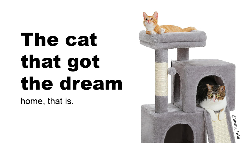 Sharp_1988's tweet image. The cat that got the dream(home). 

One for today's @OneMinuteBriefs to advertise #CatHouses for #GlobalCatDay